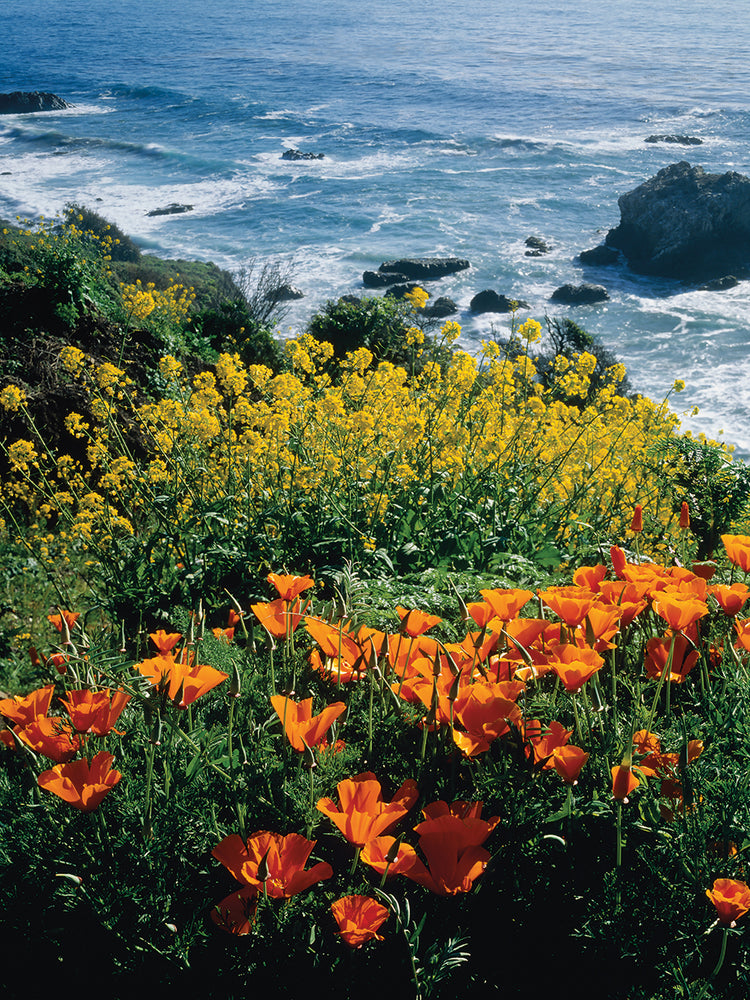 Coastal Poppies