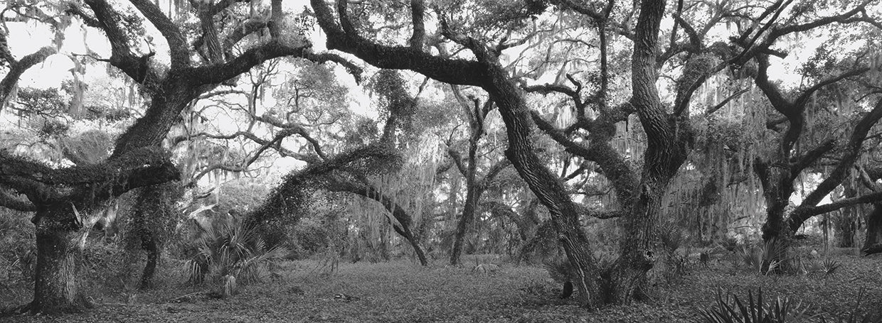 Robles del bosque de florida Lienzo