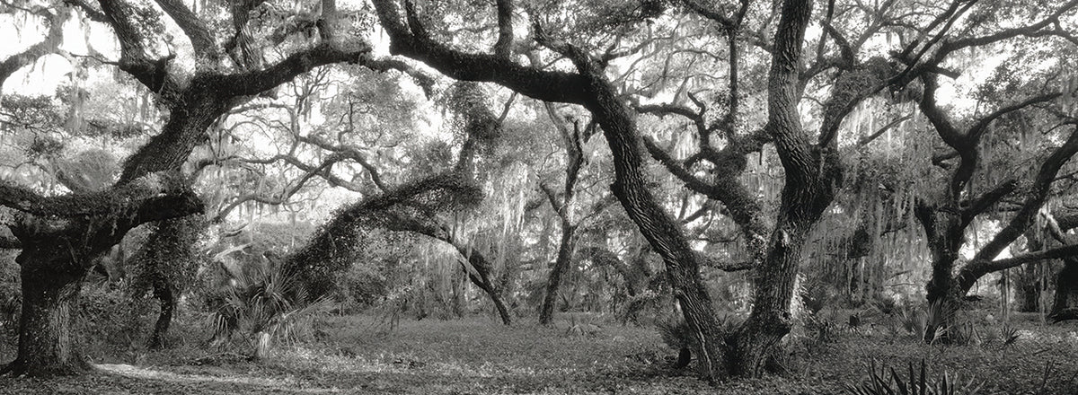 Florida State Park