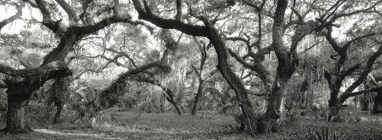 Parque estatal de Florida Lienzo