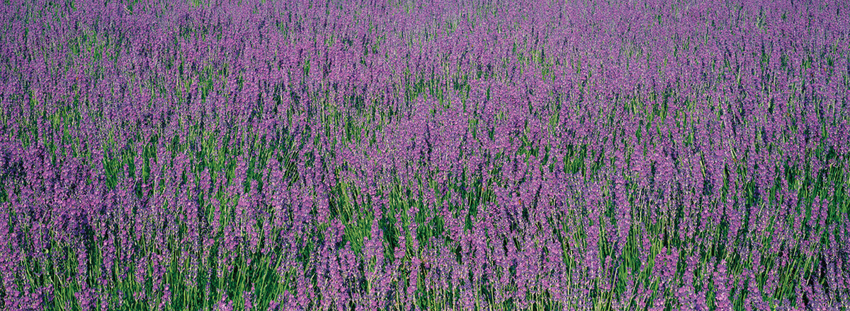 Japanese Lavender