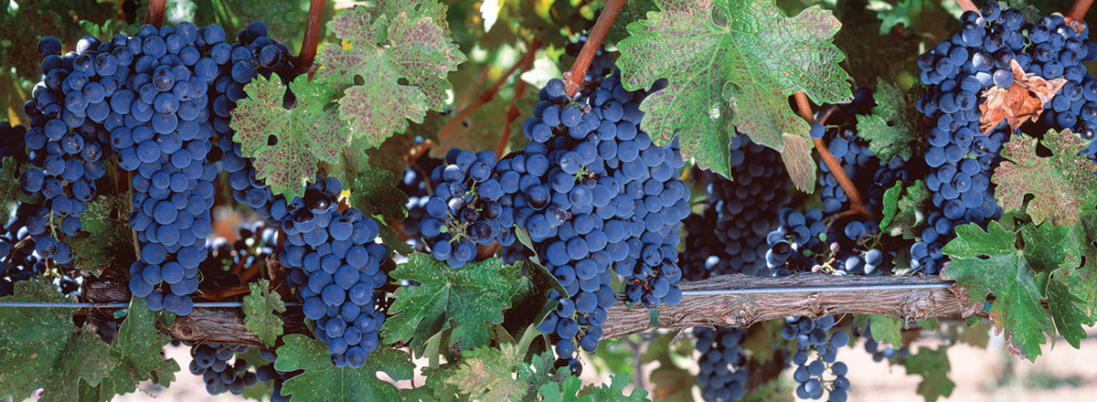 Napa Valley Wine Grapes