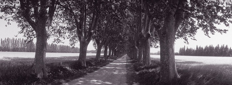 Explorando Provenza Lienzo