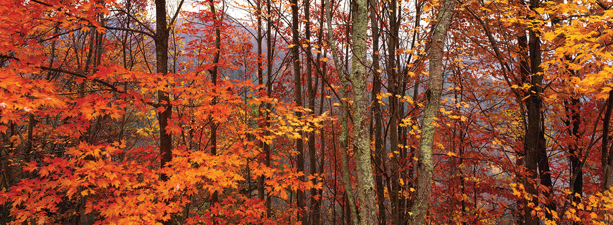 North Carolina Autumn