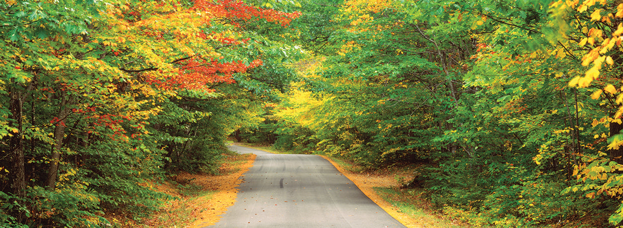 New England Forest Road