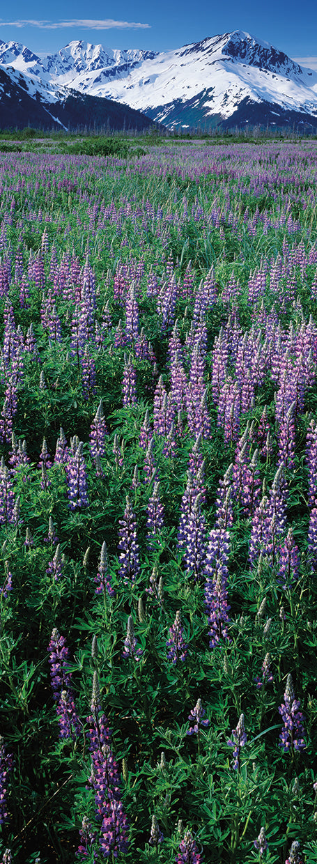 Flores de lupino de Alaska Lienzo