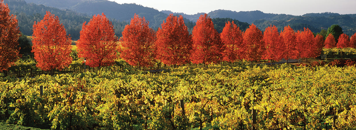 Napa Valley Vines