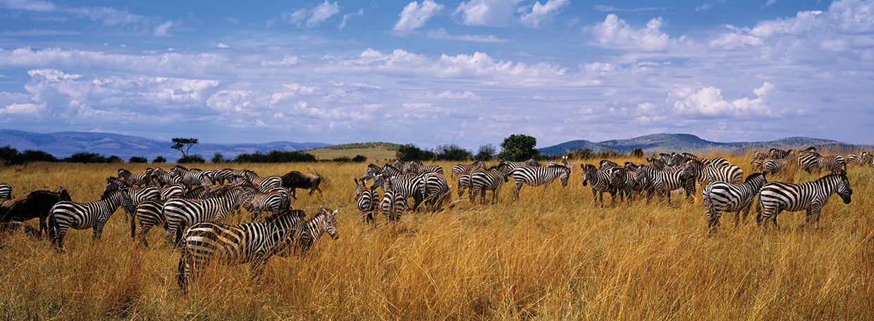 Kenyan Zebra