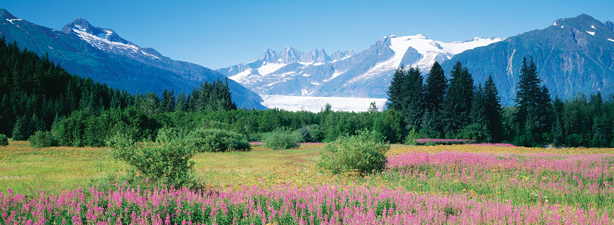 Juneau Alaska Fireweed