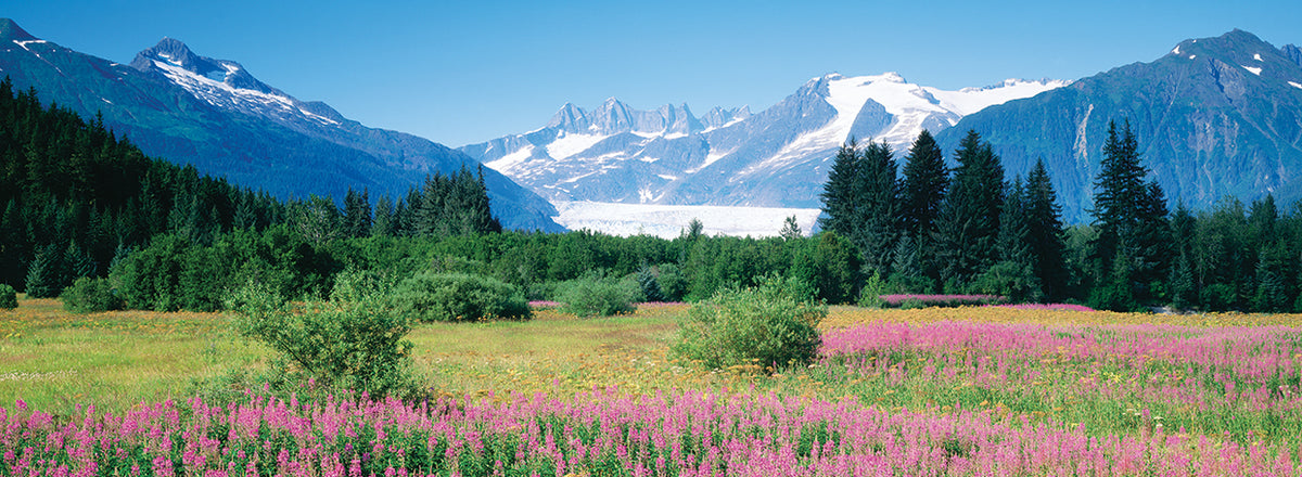 Juneau Alaska Fireweed