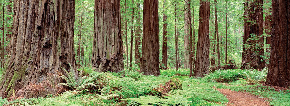 Avenue of the Giants