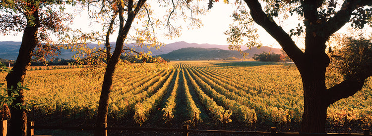 California Winery Vines