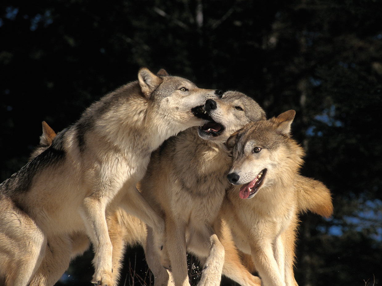 Manada de lobos canadienses Lienzo