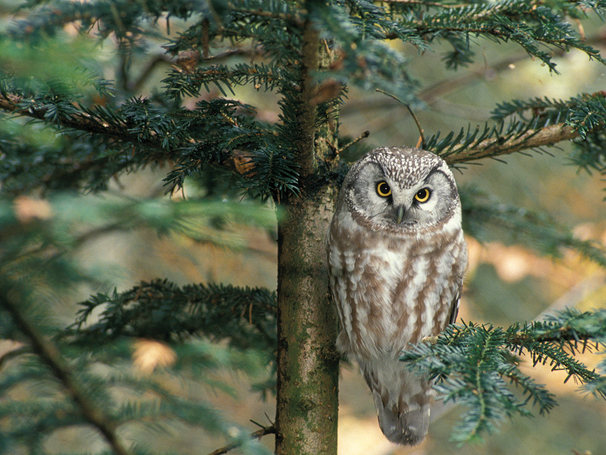Evergreen Owl