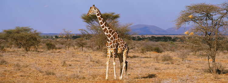 Jirafa del bosque africano Lienzo