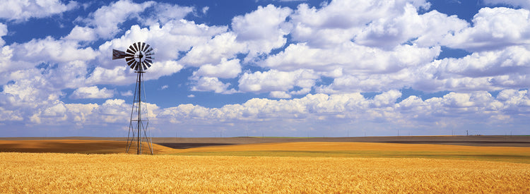 Campo de trigo de Washington Lienzo