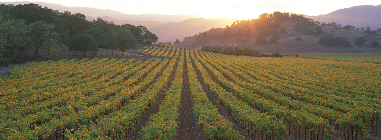 Sunny Grapes Vineyard