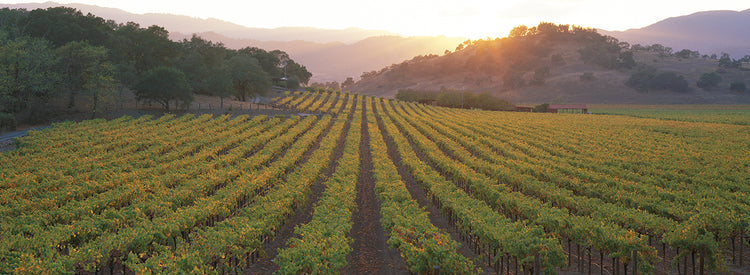 Sunny Grapes Vineyard