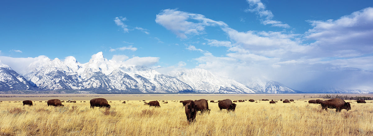 Big Bison Grand Teton