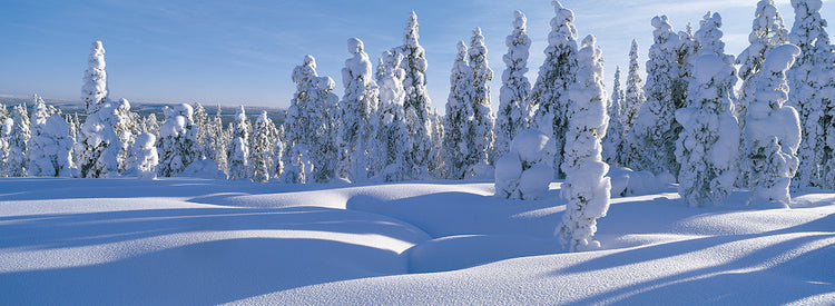 Ramas de invierno Scandi Lienzo