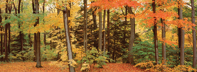 New York Fall Forest