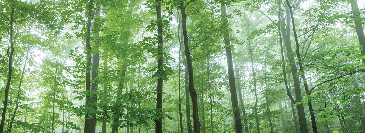 Green Towers Forest