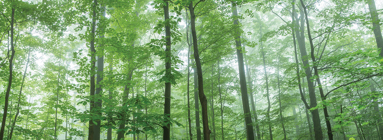 Bosque de torres verdes Lienzo