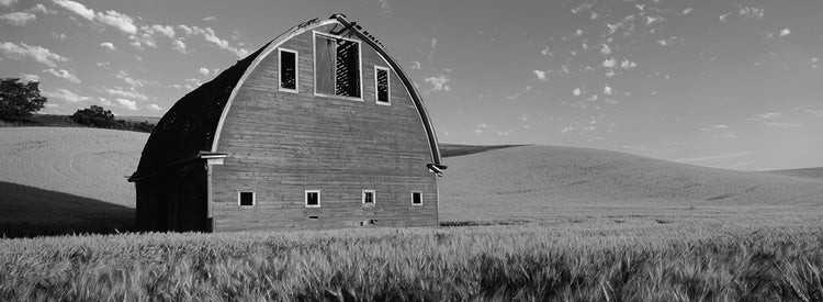Wheatfield Old Barn