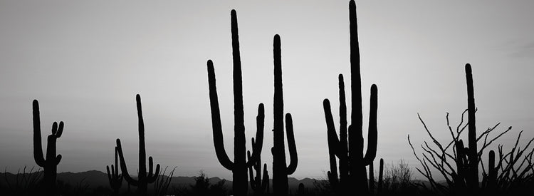 Saguaro Silhouette