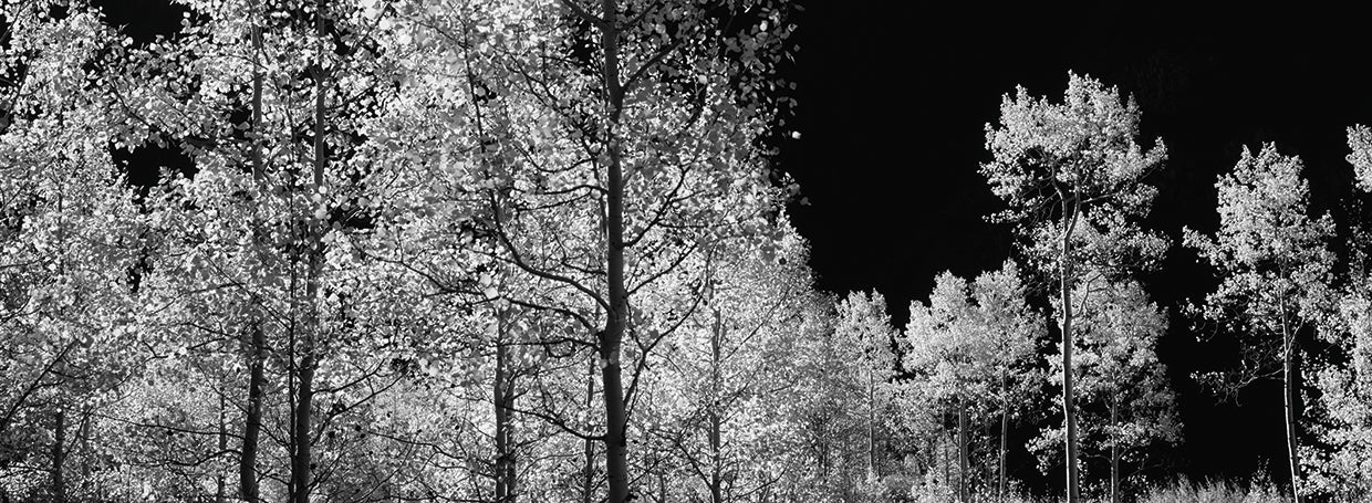 Aspen Autumn Colorado