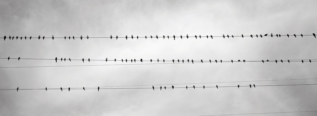 Pájaros en un alambre Lienzo