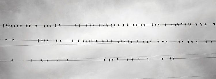 Pájaros en un alambre Lienzo