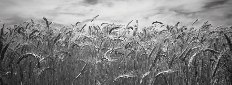 Agitando el campo de Washington Lienzo