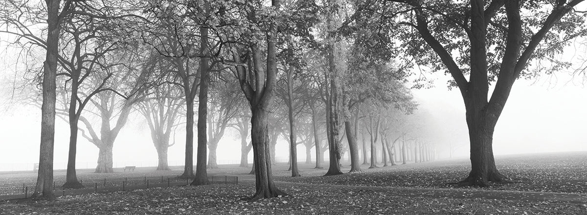 Lodong Foggy Park