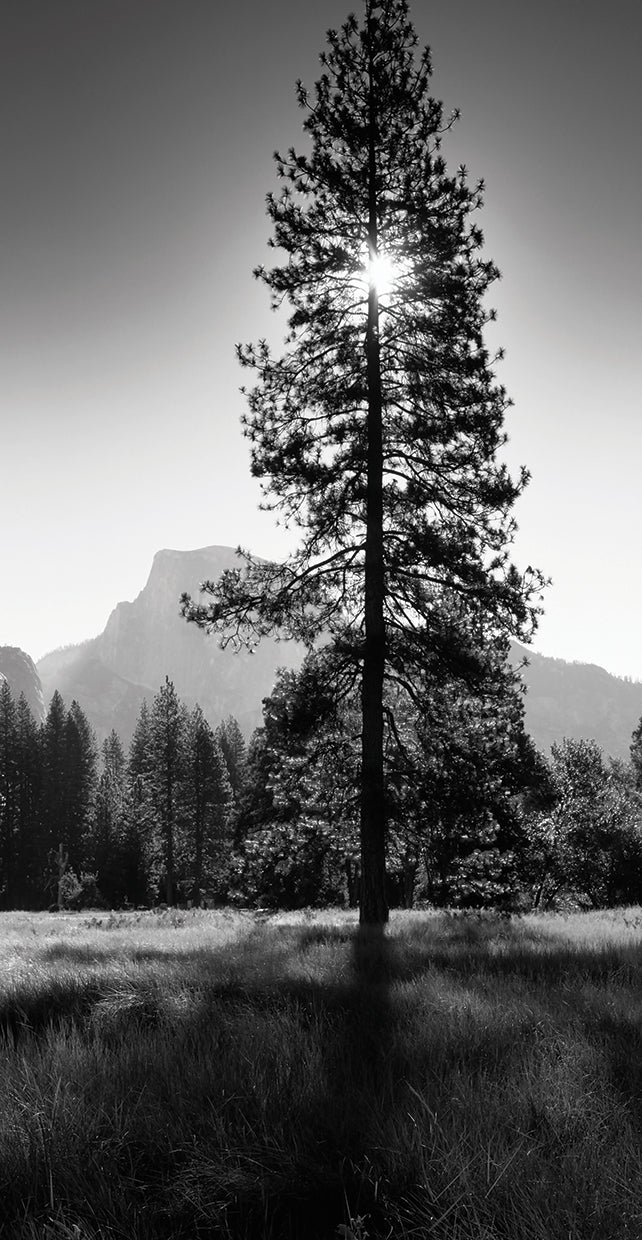 Árbol de hoja perenne de Yosemite Lienzo