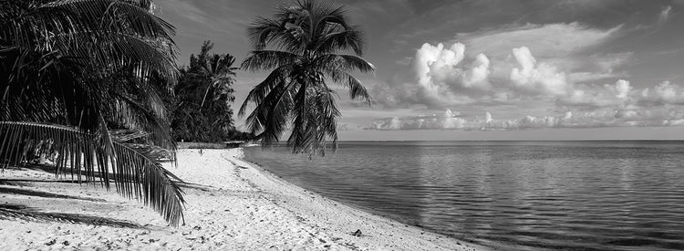 Palmeras de la playa de Matira Lienzo