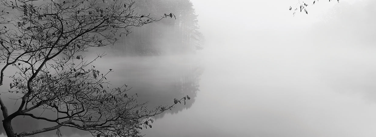 Quiet Misty Tree Lake
