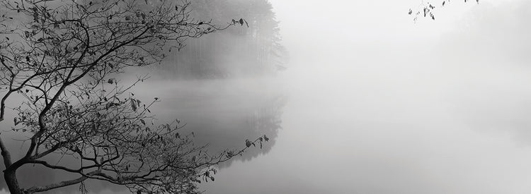 Quiet Misty Tree Lake