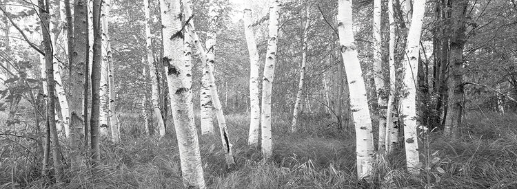 Acadia Birch Forest