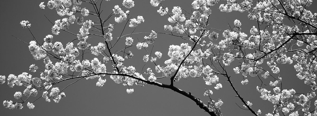 DC Spring Blooming