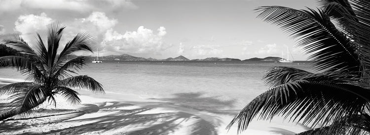 Palmeras de las Islas Vírgenes Lienzo