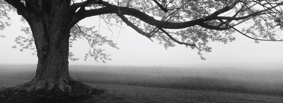 Knox Farm Tree
