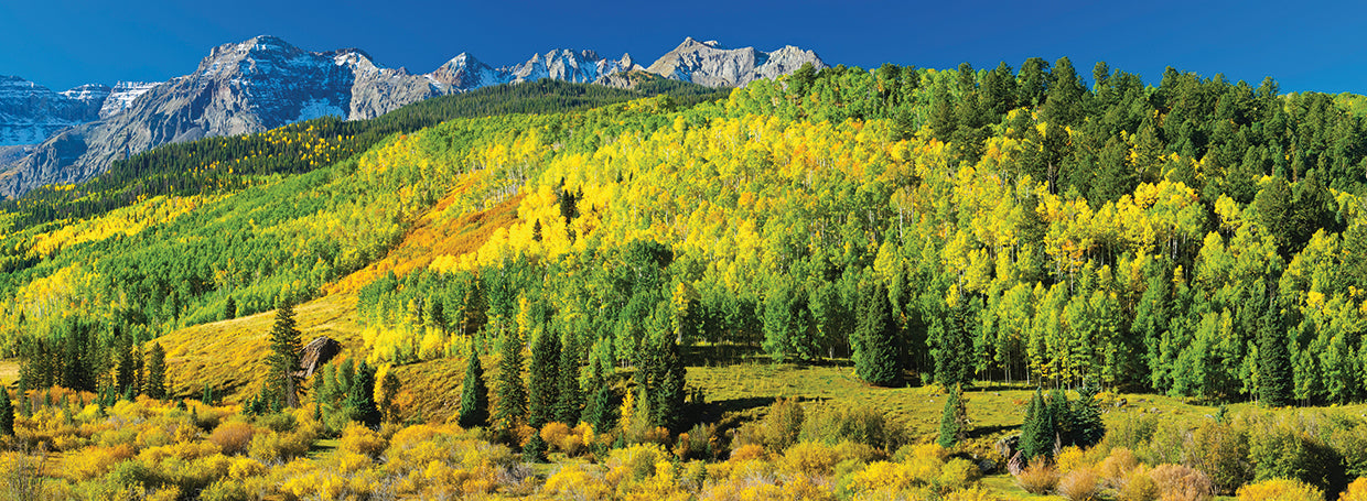 Colorado Gold Aspen