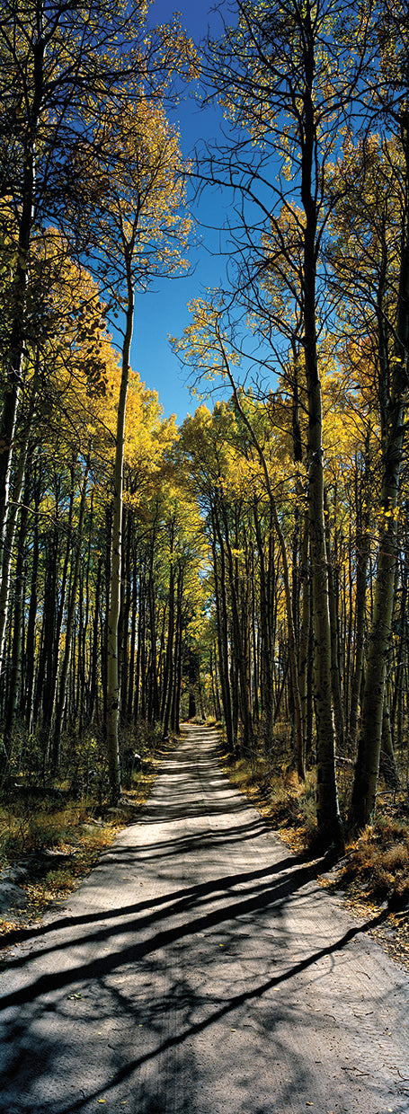 Bosque de Sierra Aspen Lienzo