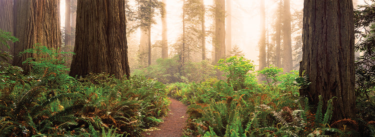 Misty Redwood Forest