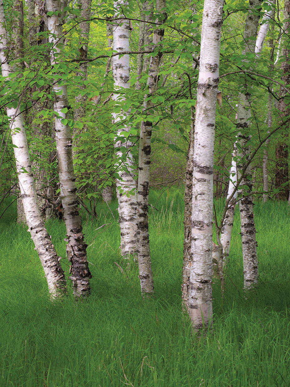 Grandes abedules de pradera Lienzo