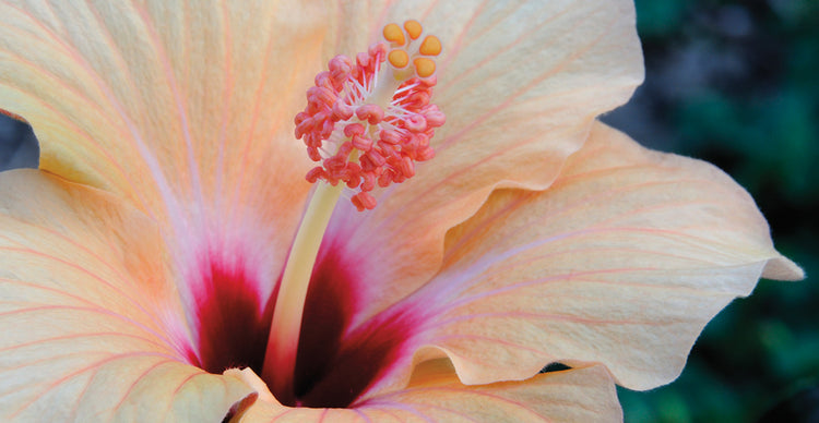 Centro de hibisco Lienzo