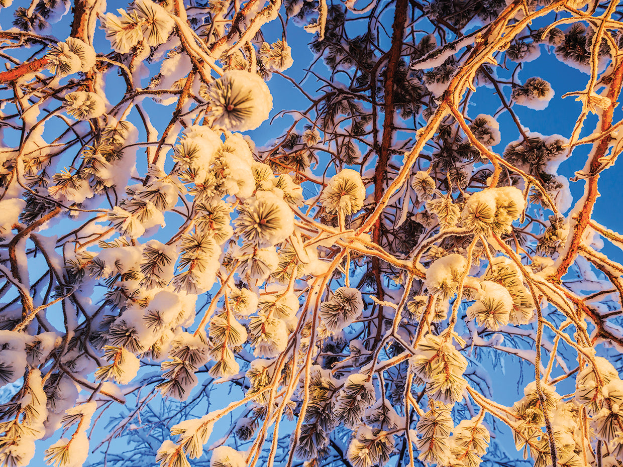 Naturaleza sueca de invierno Lienzo