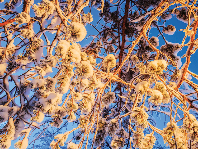 Naturaleza sueca de invierno Lienzo