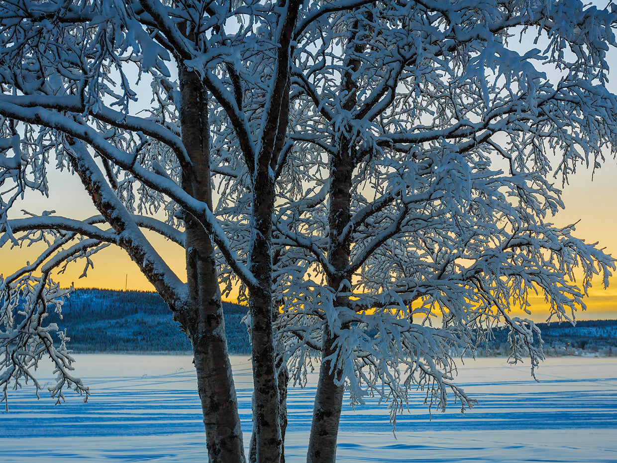 Cool Branches Suecia Lienzo